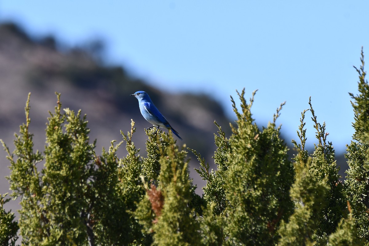 Mountain Bluebird - ML616393190