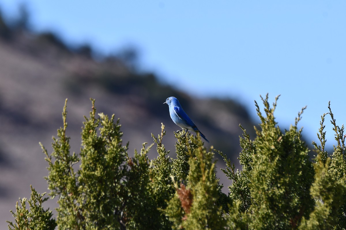 Mountain Bluebird - ML616393191