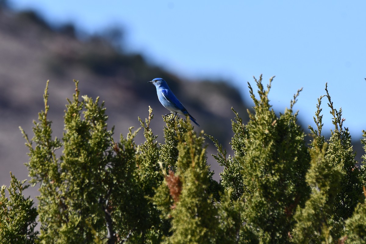 Mountain Bluebird - Carmen Ricer