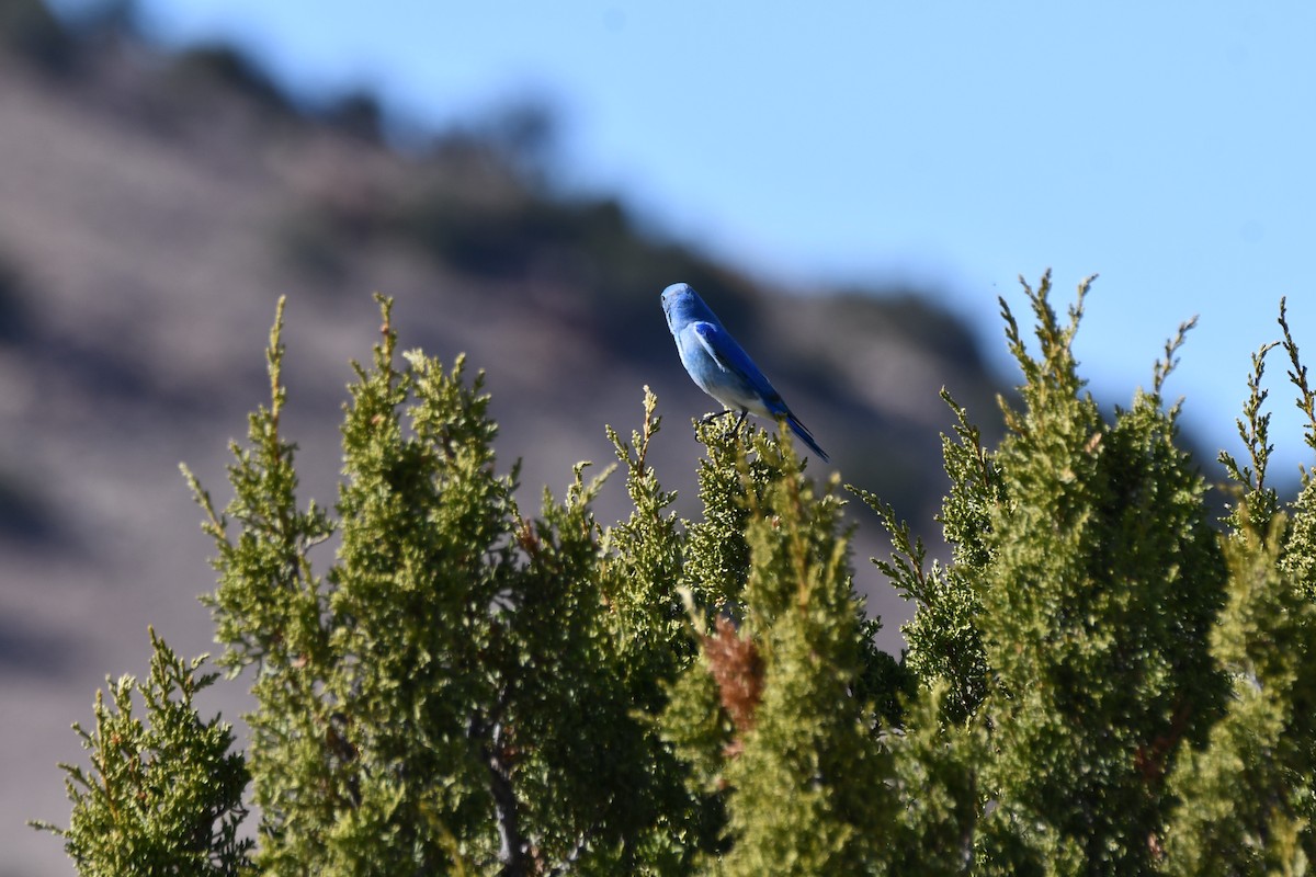 Mountain Bluebird - ML616393193