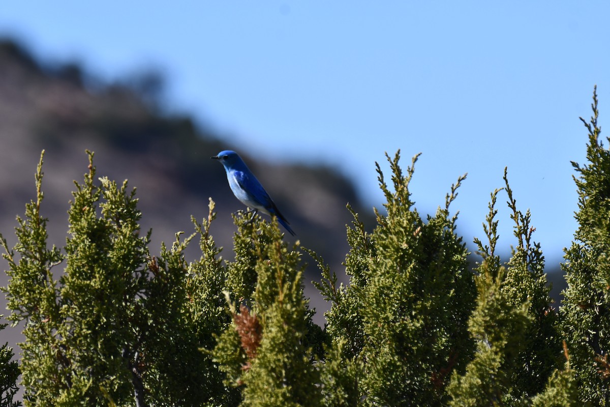 Mountain Bluebird - ML616393194