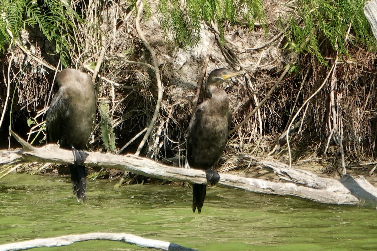 Neotropic Cormorant - Sara Griffith