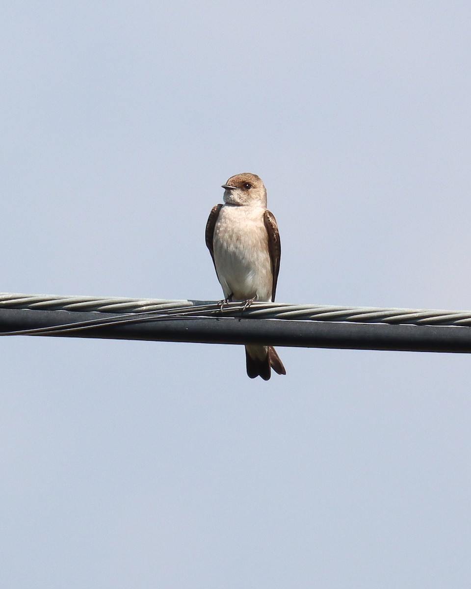 Northern Rough-winged Swallow - Teresa Palos