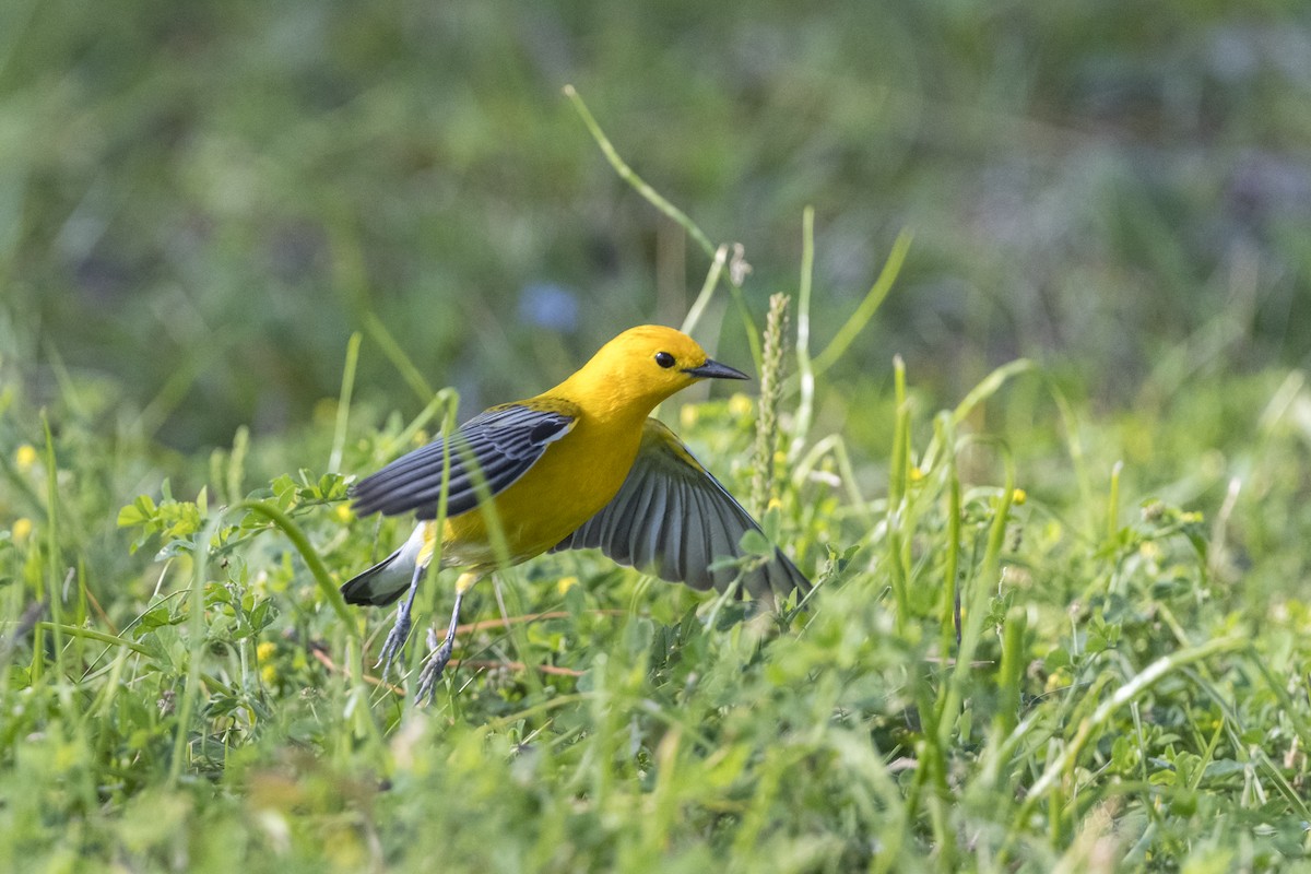 Prothonotary Warbler - Sally Chisholm