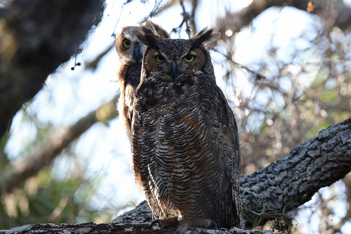 Great Horned Owl - ML616393281