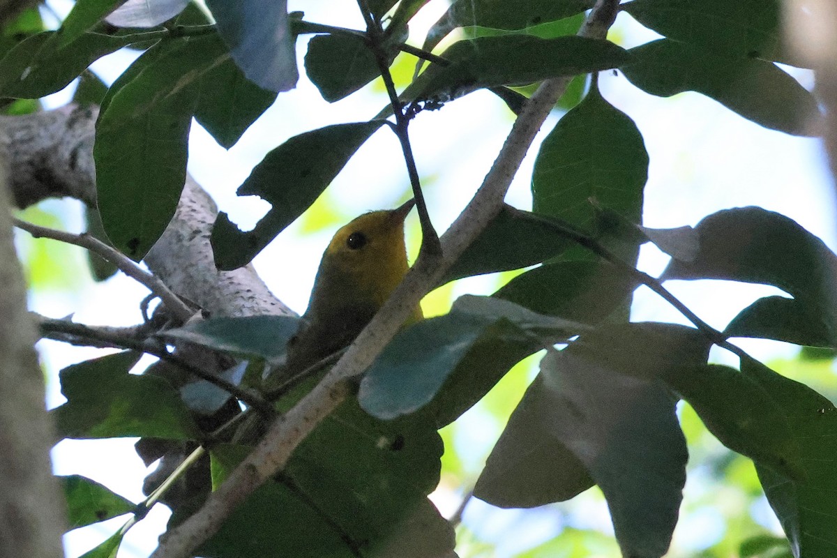 Wilson's Warbler - ML616393347