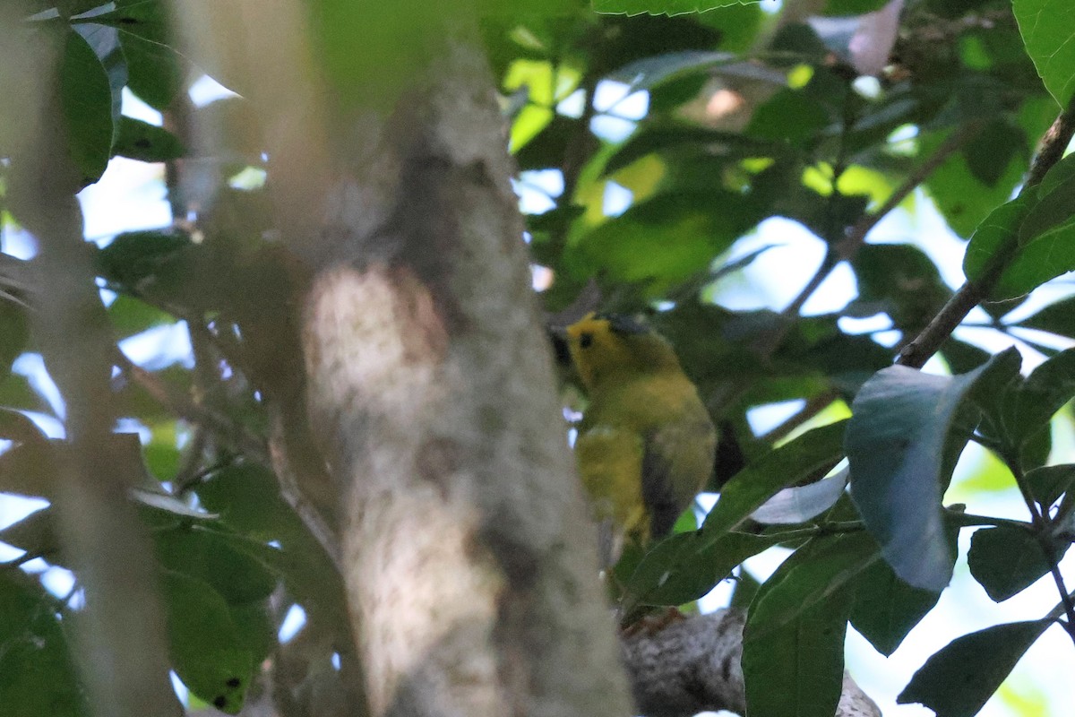 Wilson's Warbler - ML616393349