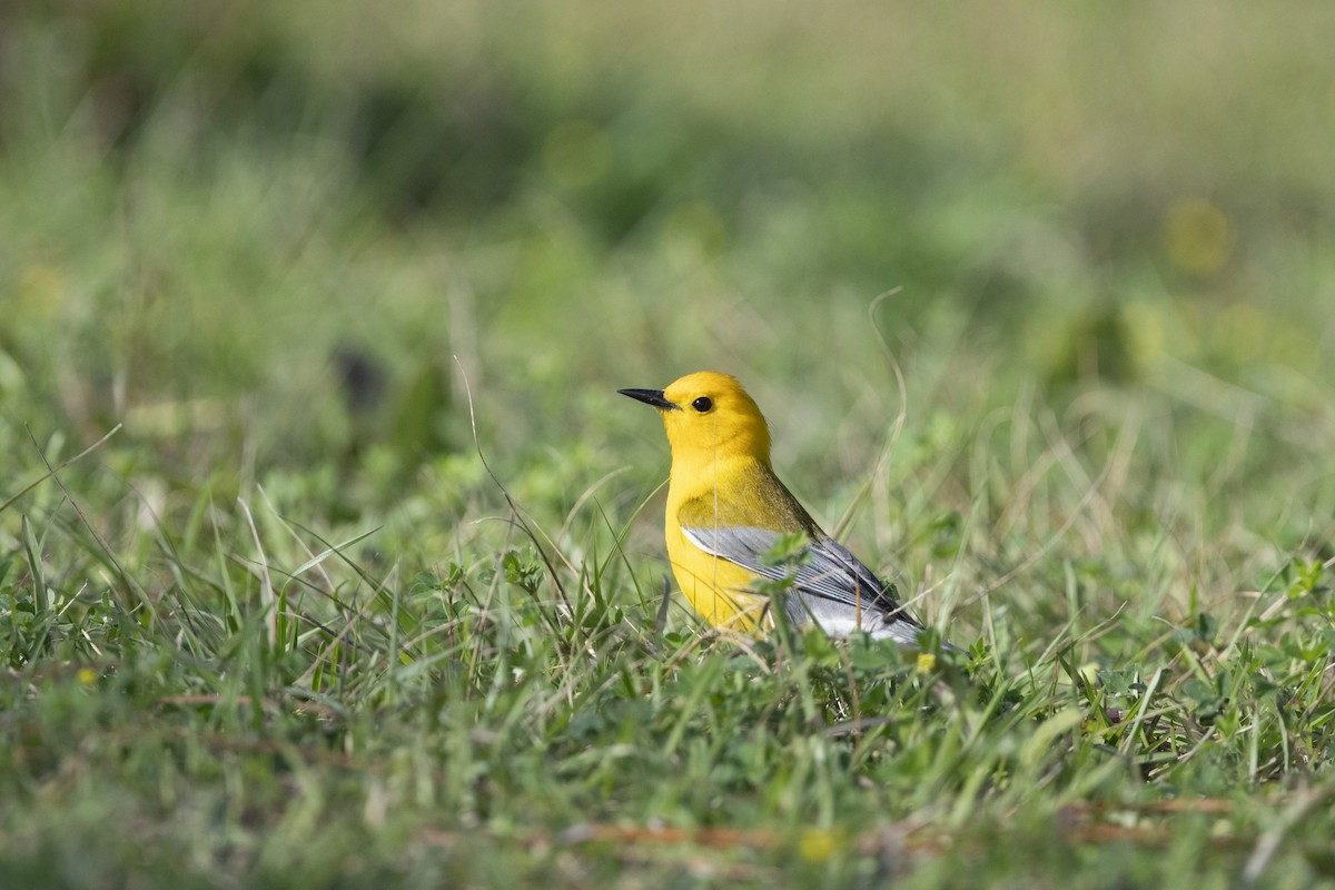 Prothonotary Warbler - Sally Chisholm