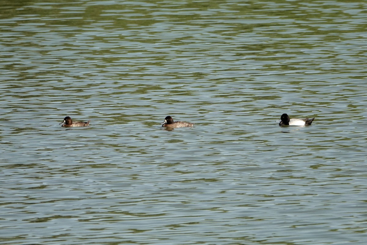 Lesser Scaup - Sara Griffith