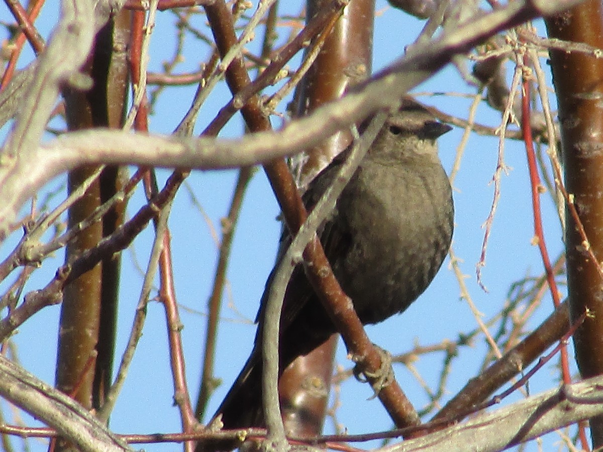 Brewer's Blackbird - ML616393809