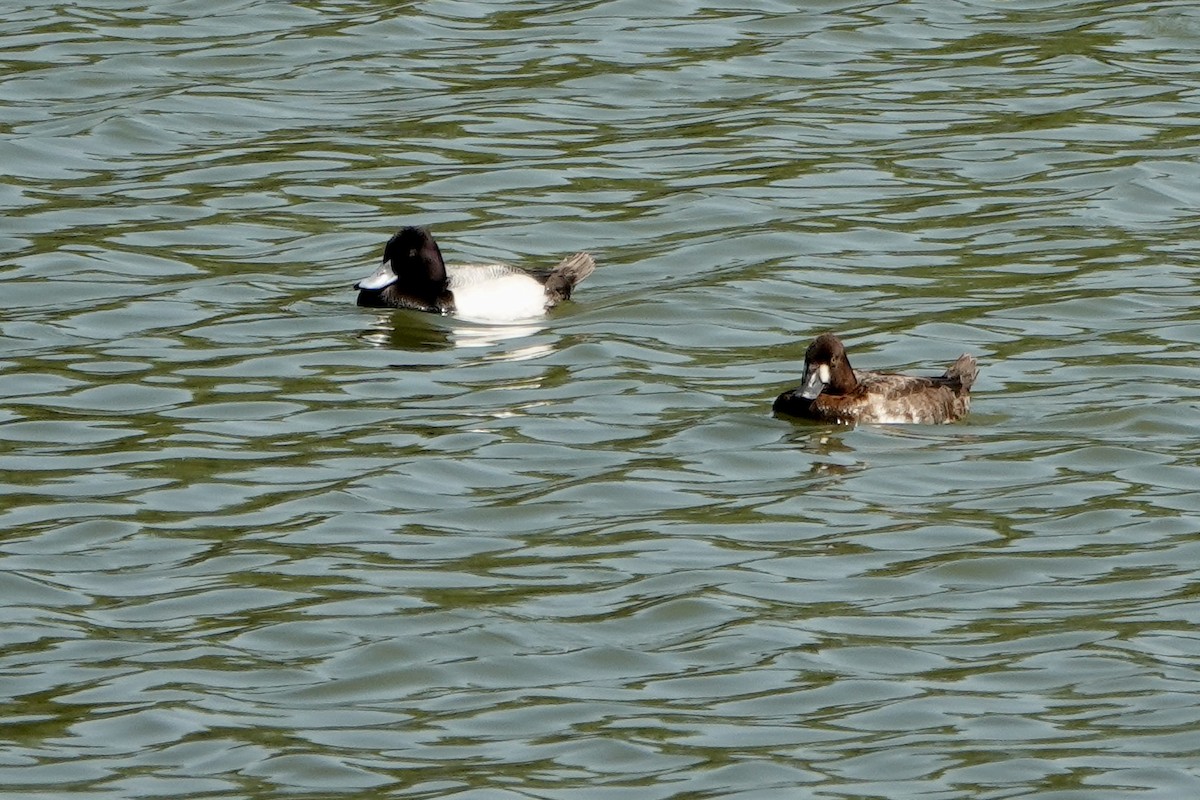 Lesser Scaup - Sara Griffith