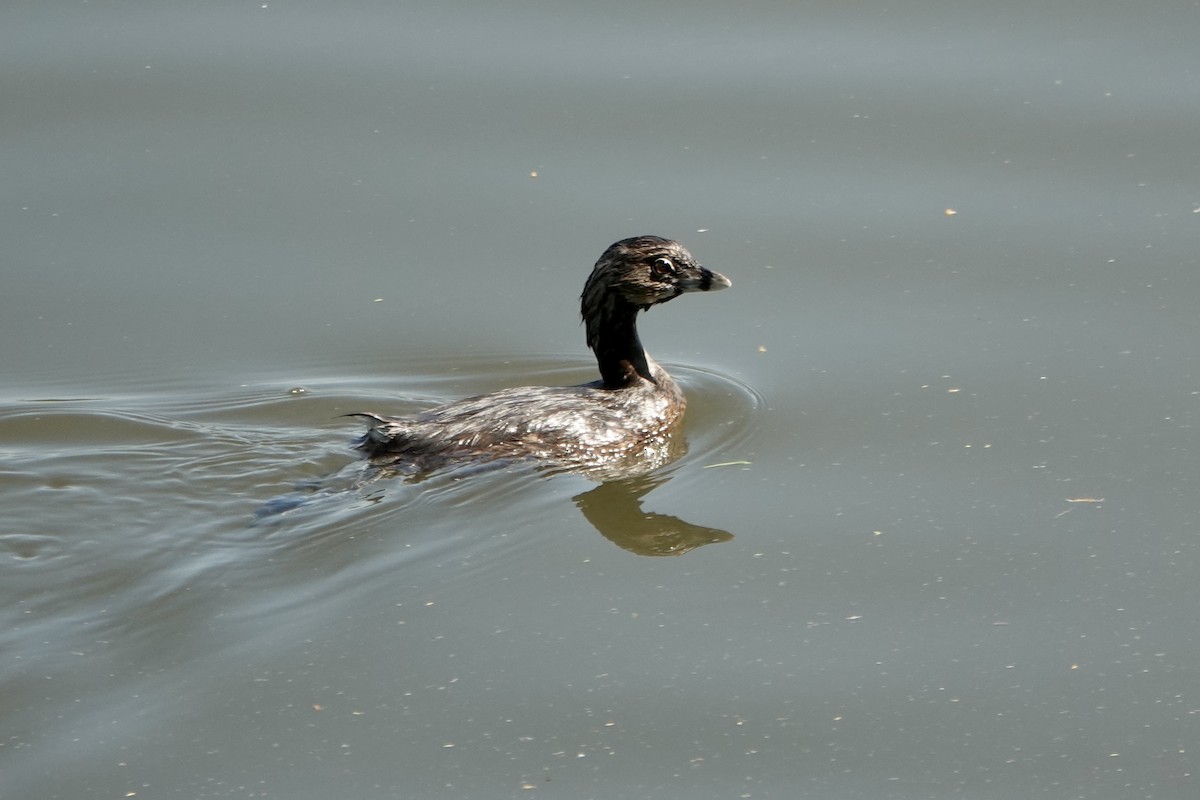 Pied-billed Grebe - ML616393844