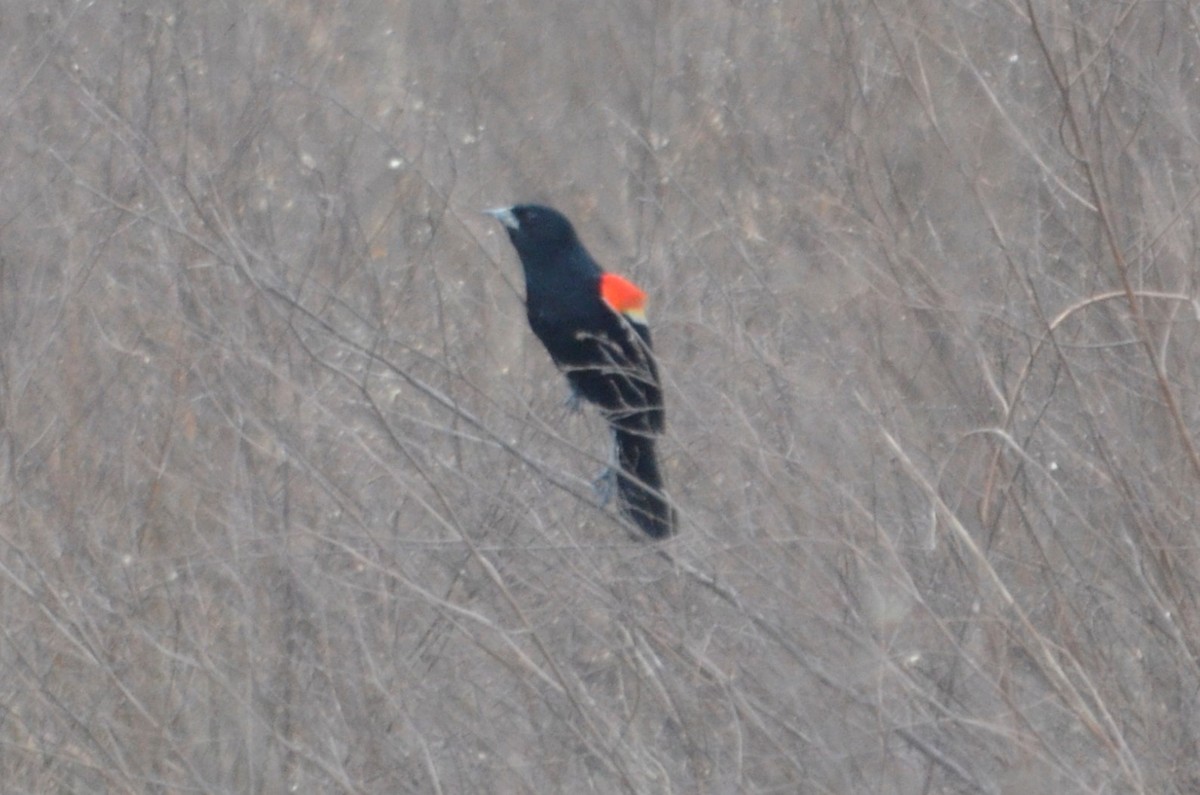 Red-winged Blackbird - ML616393848