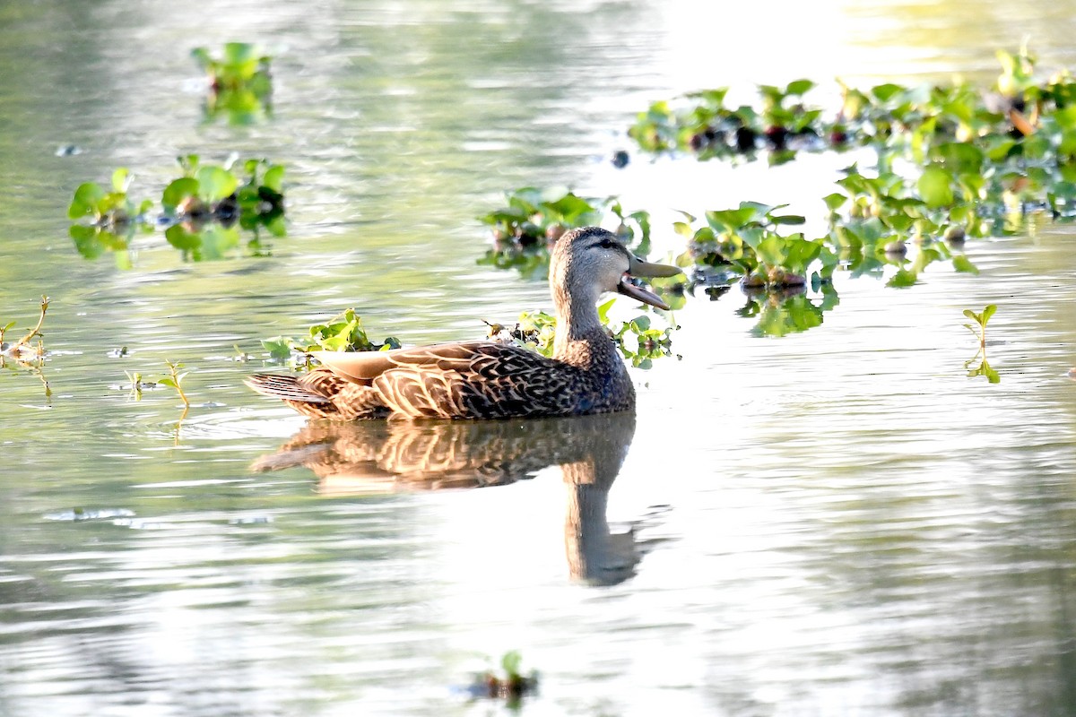 Canard brun - ML616393855