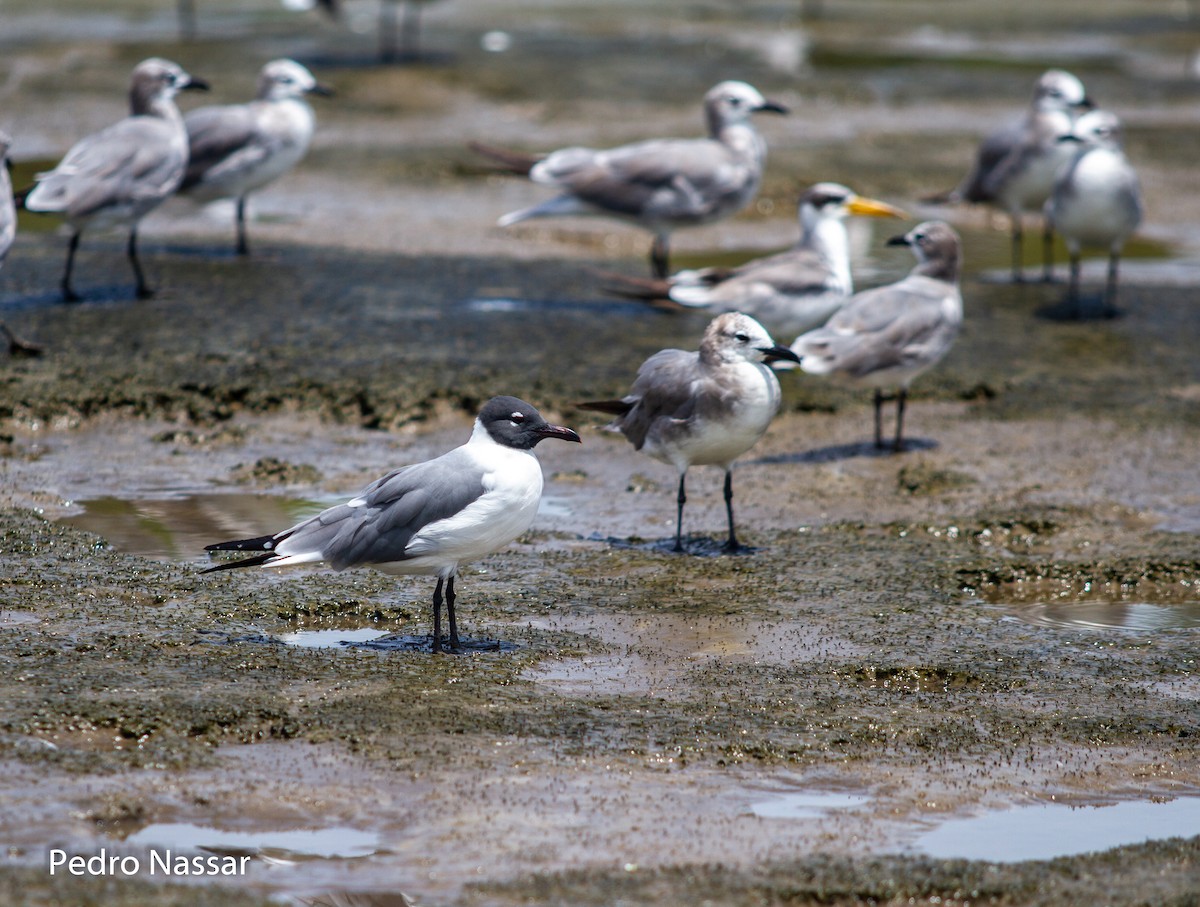 Laughing Gull - ML616393869