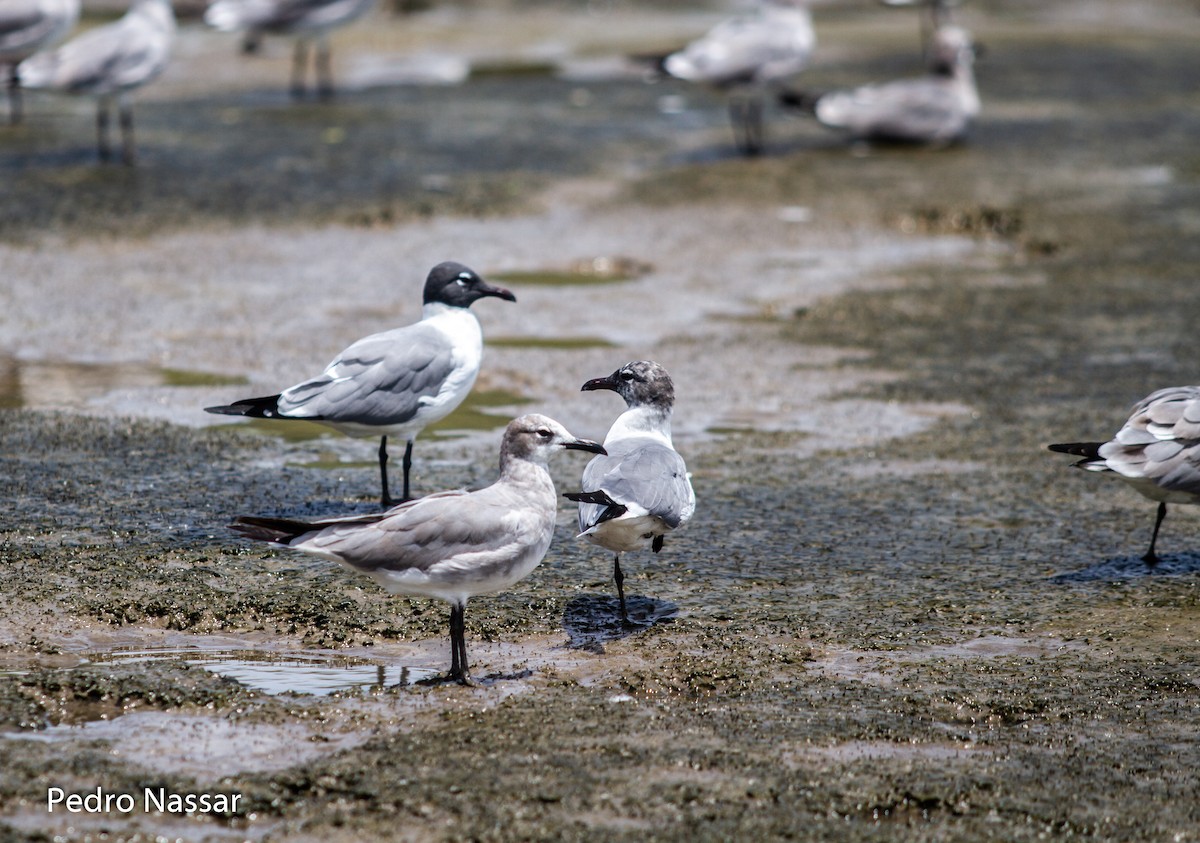 Laughing Gull - ML616393870