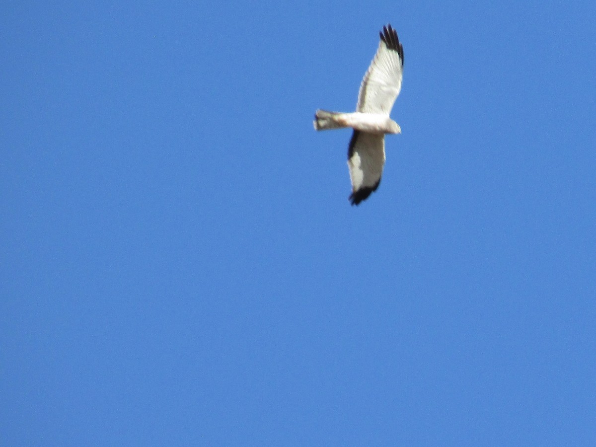 Northern Harrier - ML616393919