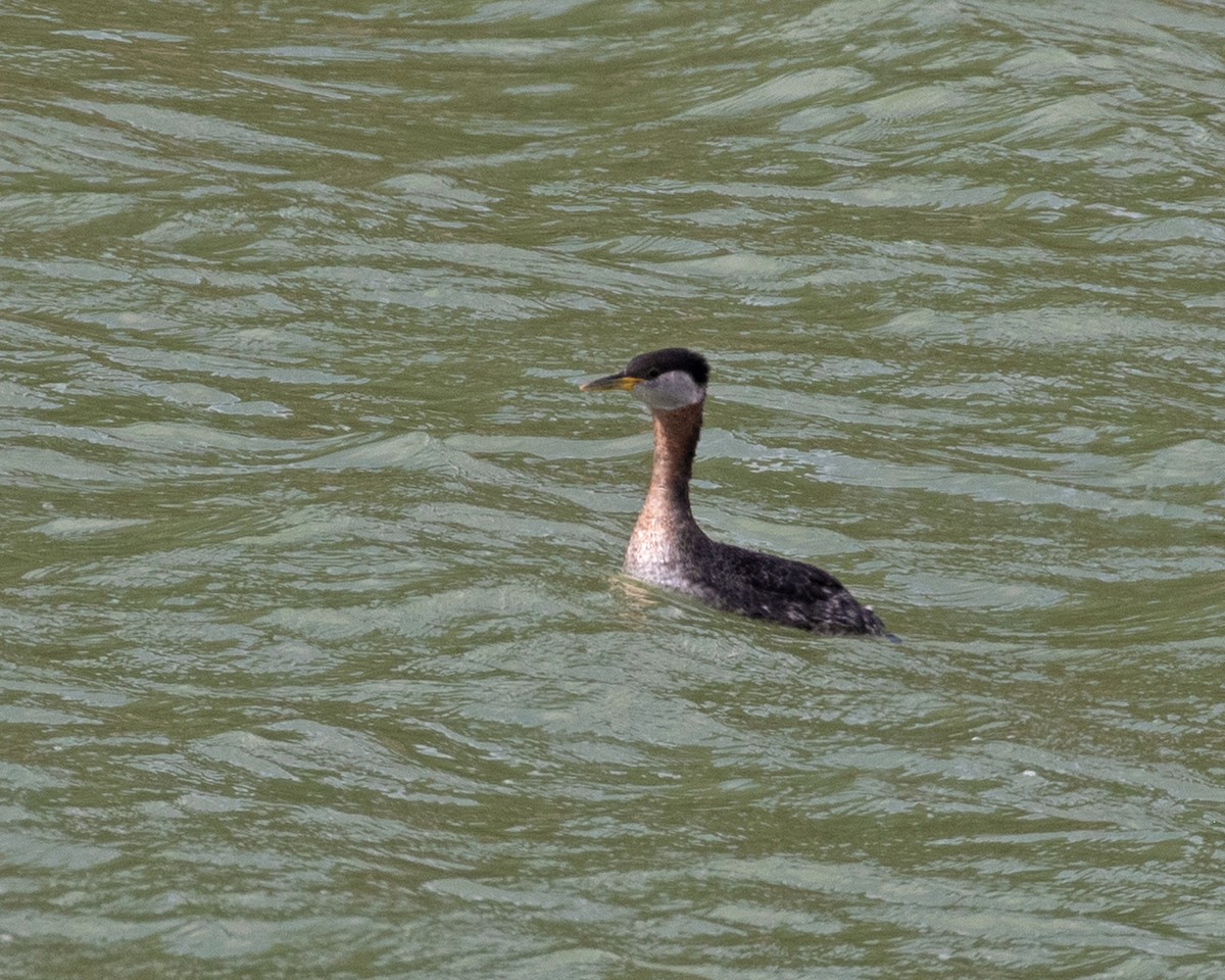 Red-necked Grebe - ML616393933