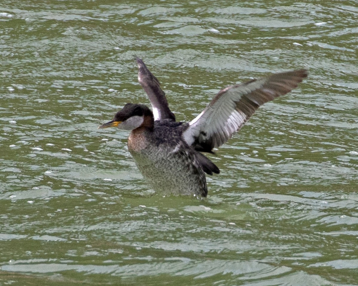 Red-necked Grebe - ML616393934