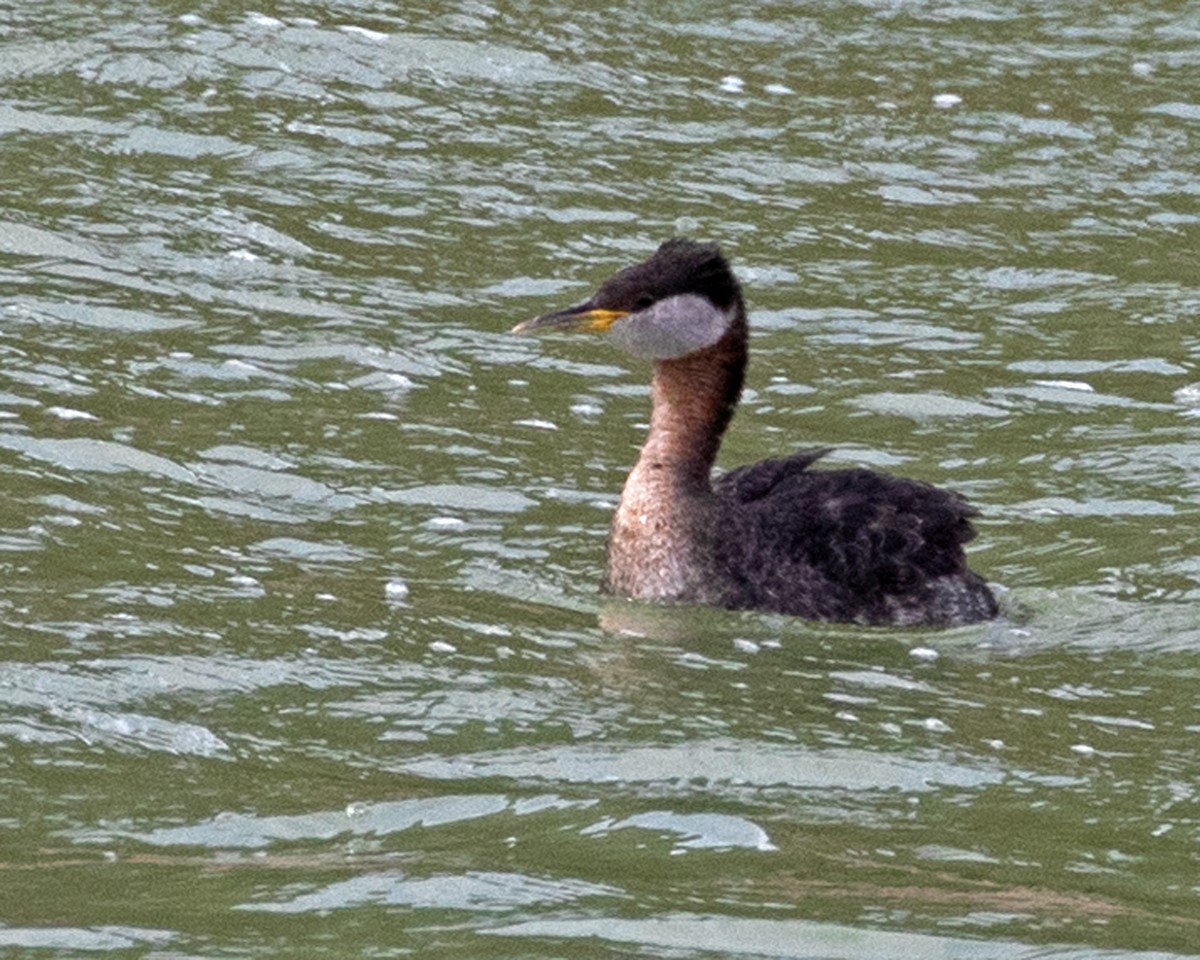 Red-necked Grebe - ML616393935