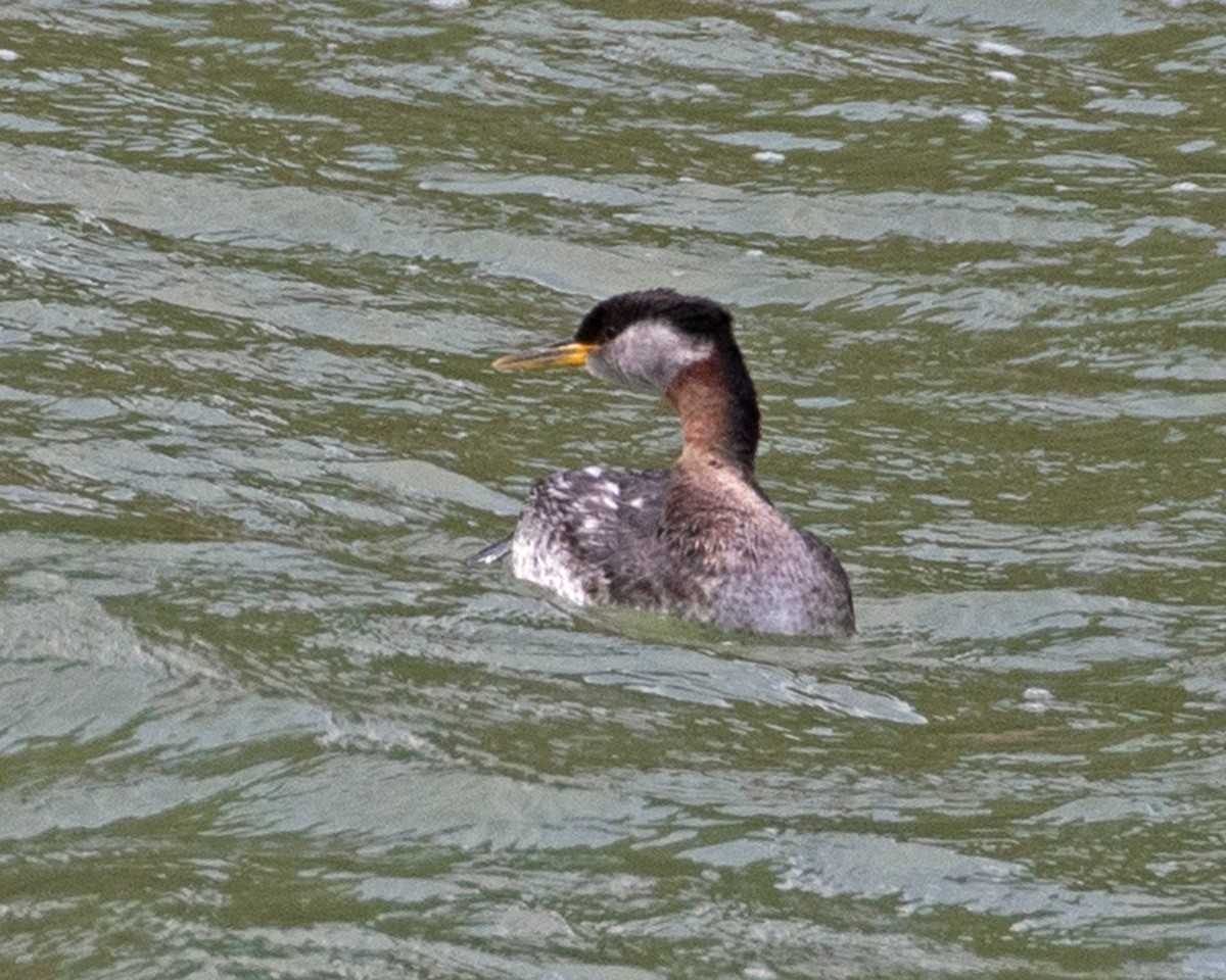 Red-necked Grebe - ML616393936