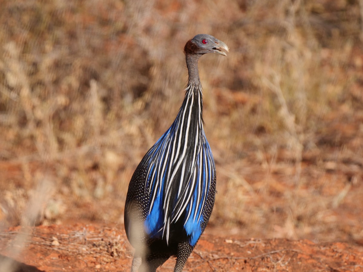 Vulturine Guineafowl - ML616393939