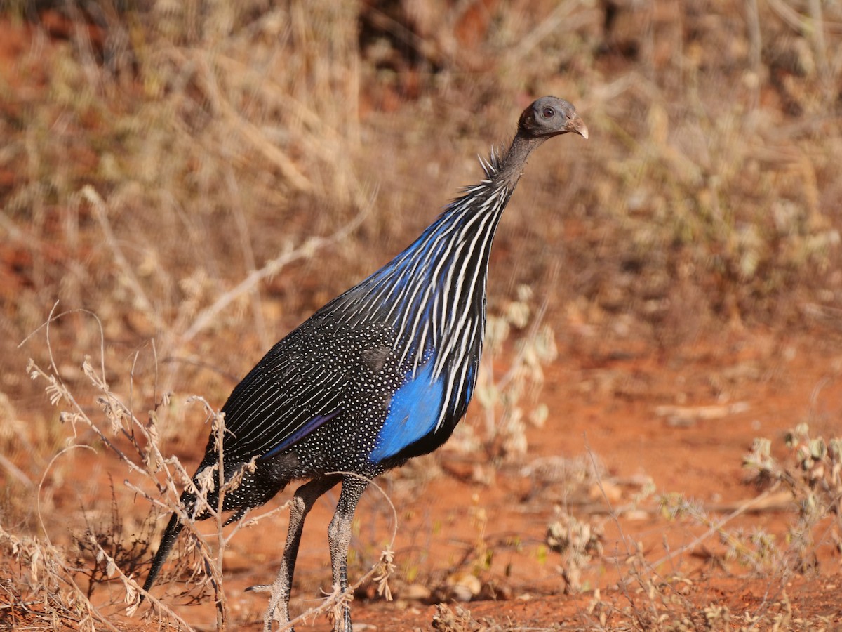 Vulturine Guineafowl - ML616393940