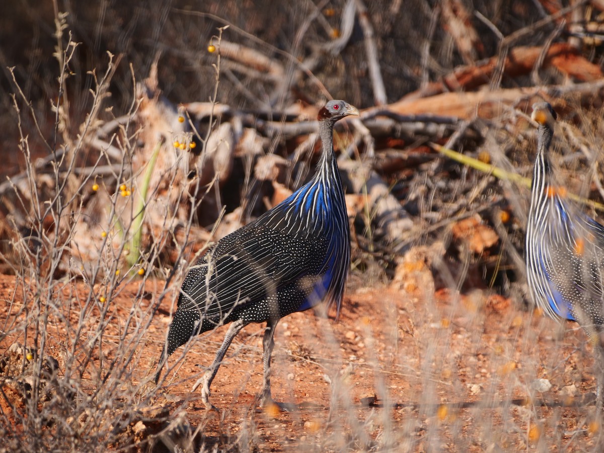 Vulturine Guineafowl - ML616393943