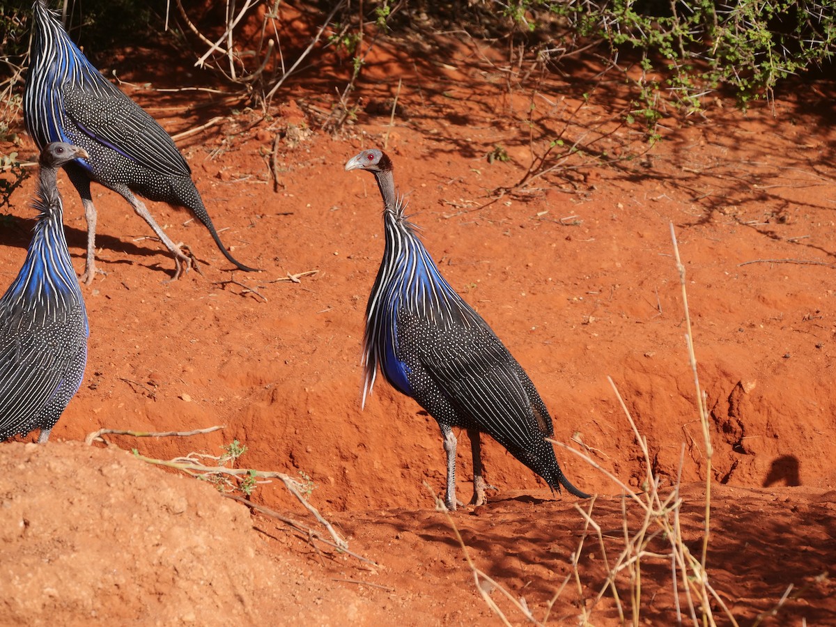 Vulturine Guineafowl - ML616393944