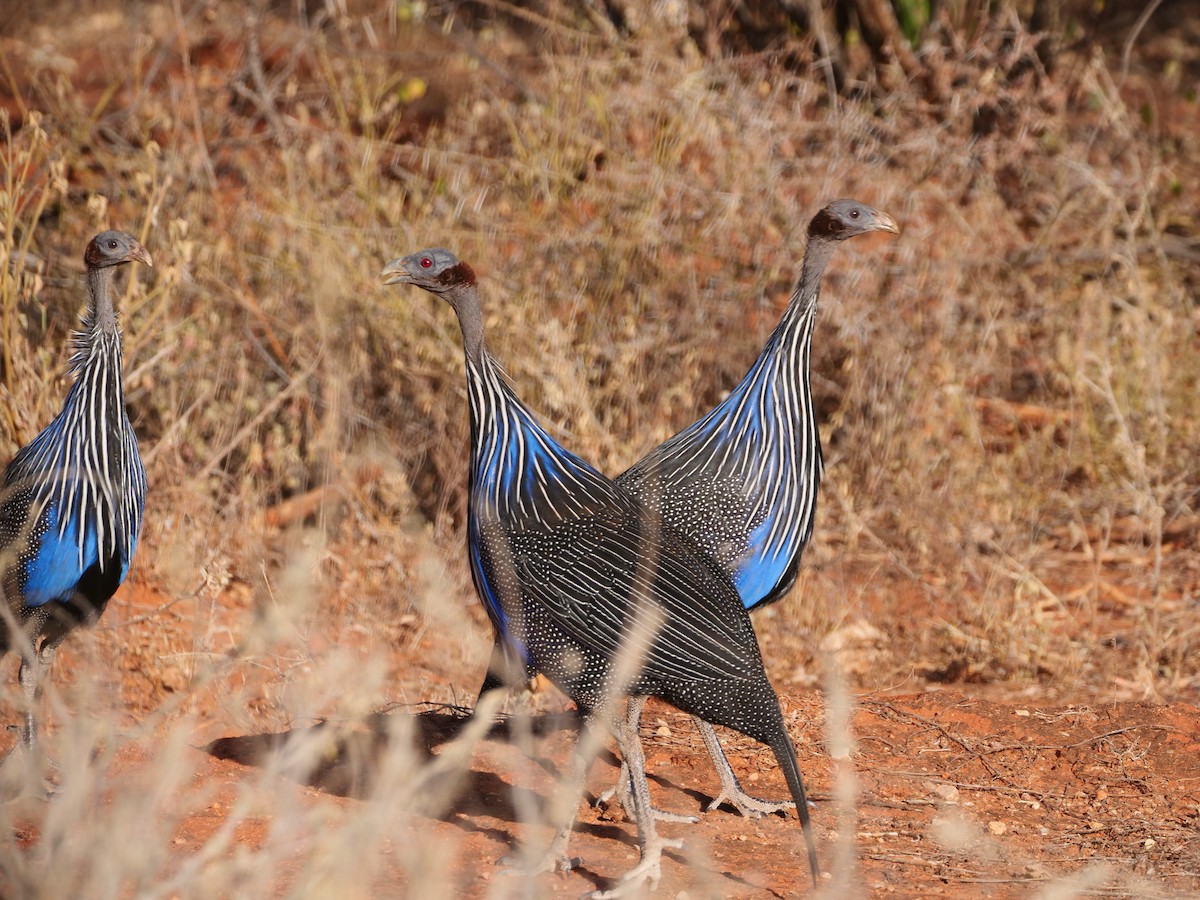 Vulturine Guineafowl - ML616393947