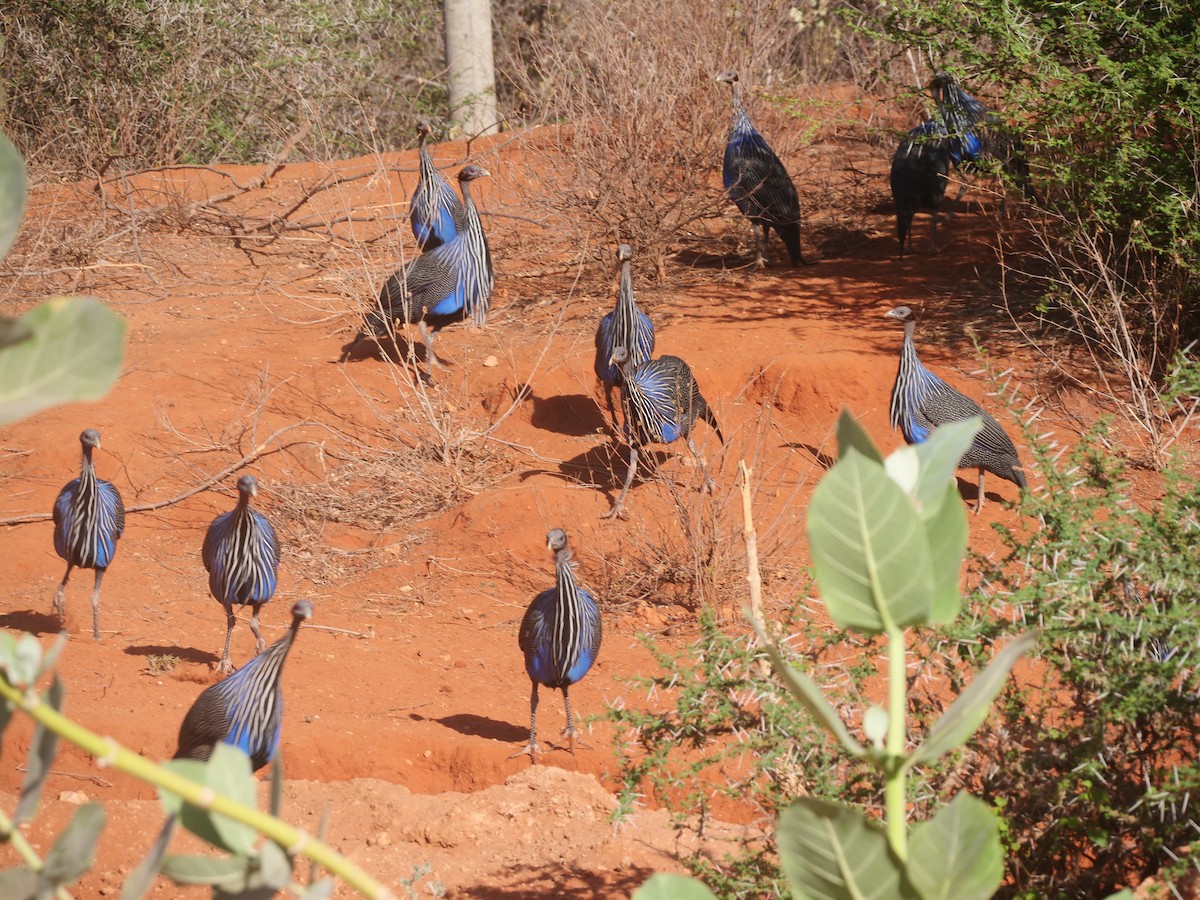 Vulturine Guineafowl - ML616393948