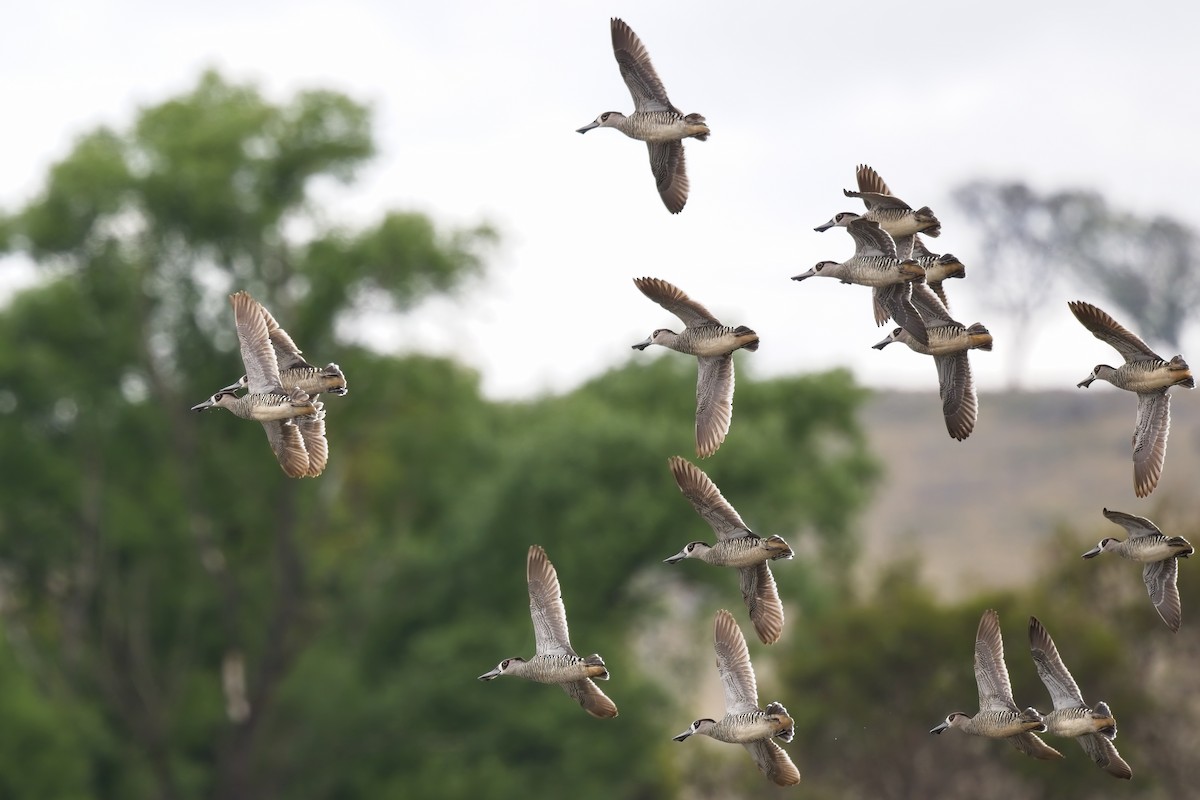 Pink-eared Duck - Paul McDonald