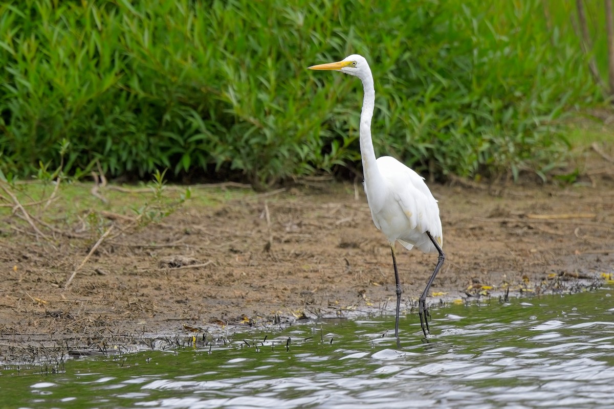 Great Egret - ML616393964