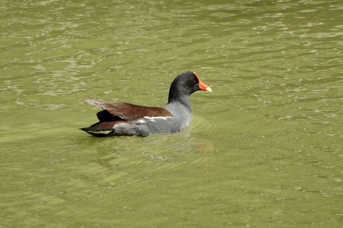 Gallinule d'Amérique - ML616393971