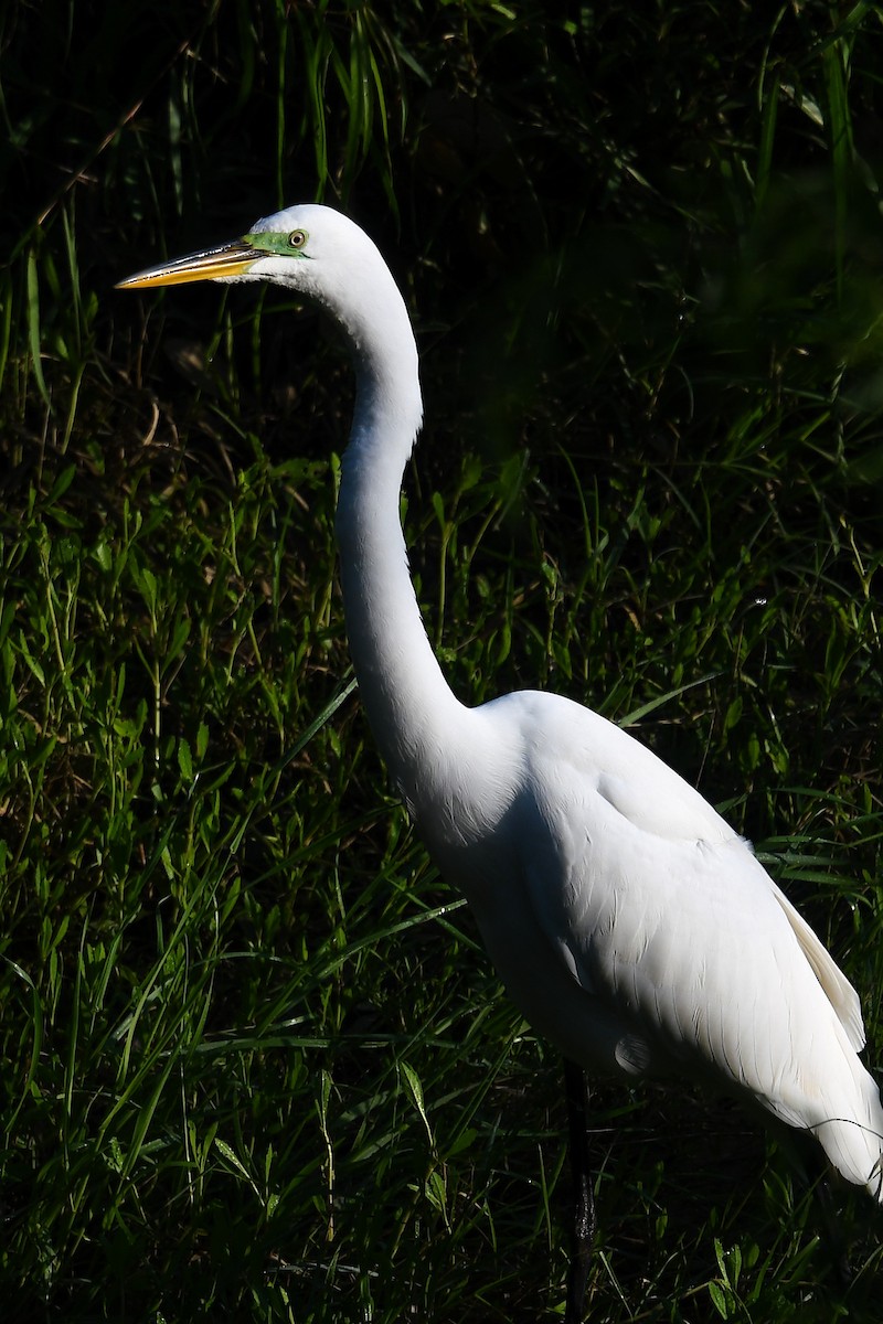 Grande Aigrette - ML616393994