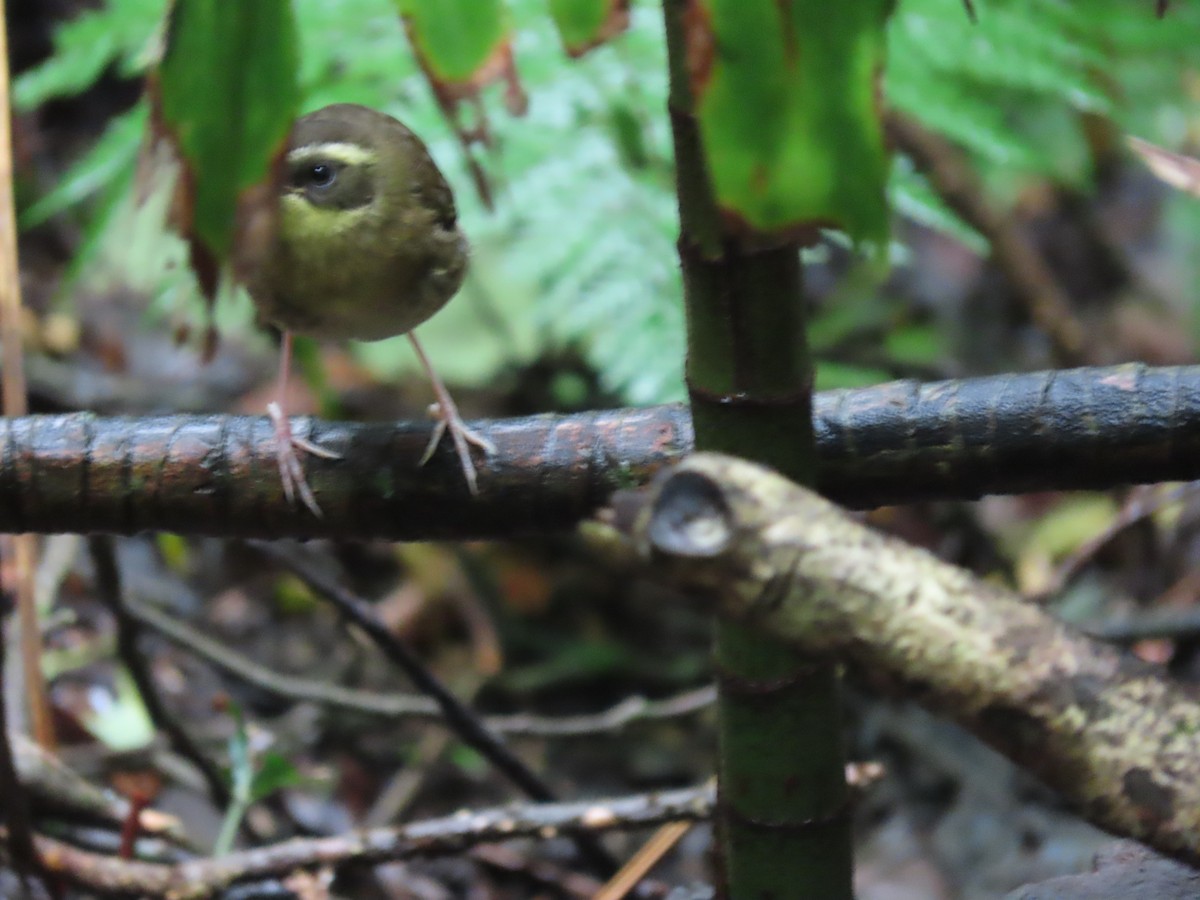 Yellow-throated Scrubwren - ML616394006