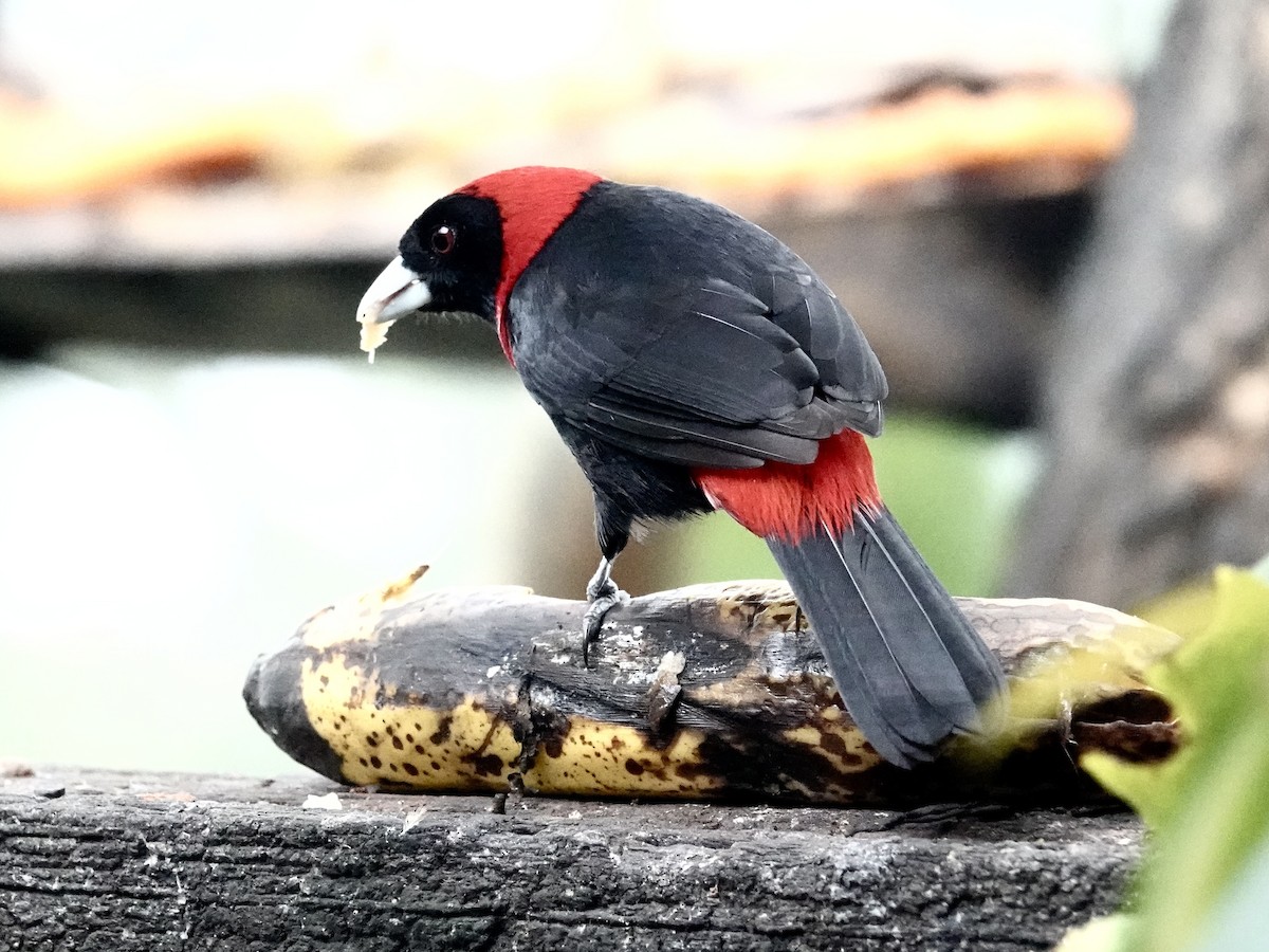 Crimson-collared Tanager - Mark S. Garland