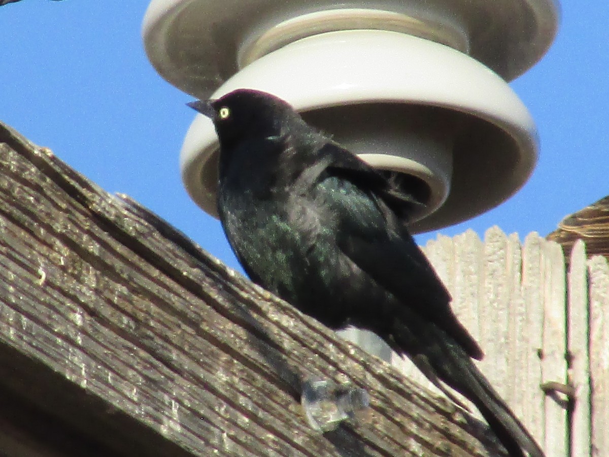 Brewer's Blackbird - Felice  Lyons