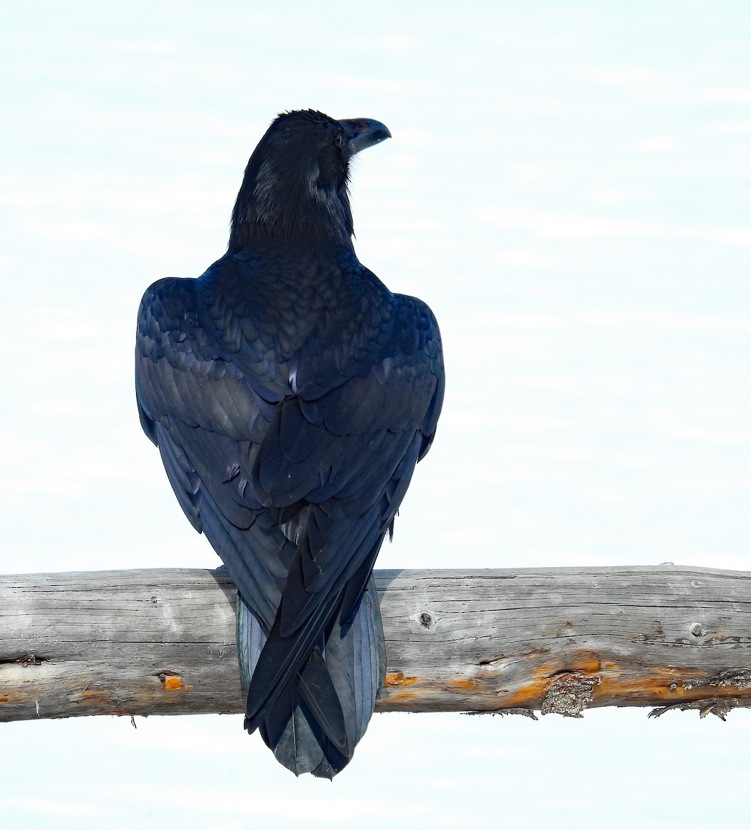 Common Raven - ML616394012