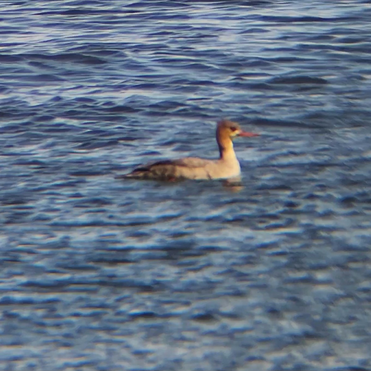 Red-breasted Merganser - ML616394015