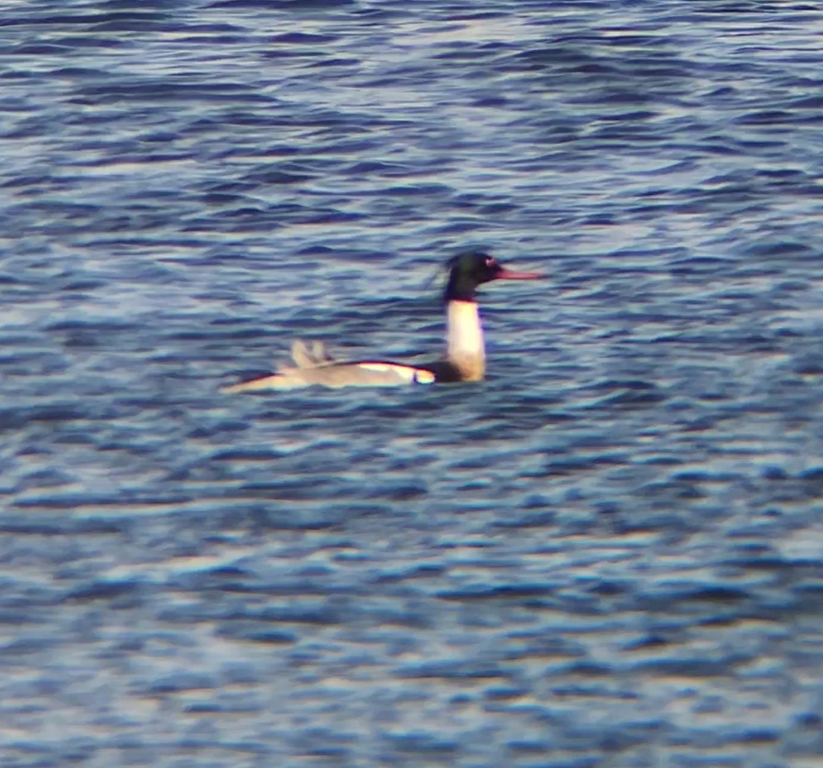 Red-breasted Merganser - ML616394016