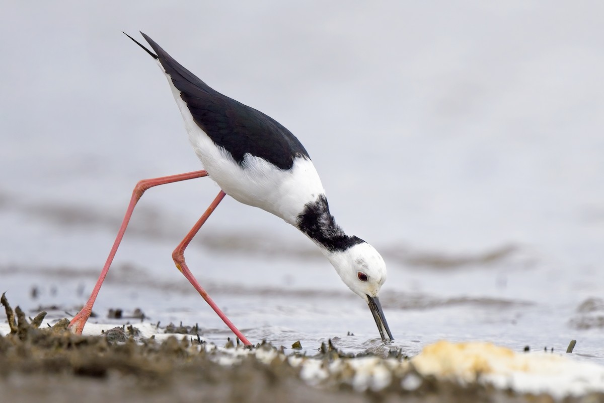 Pied Stilt - ML616394023