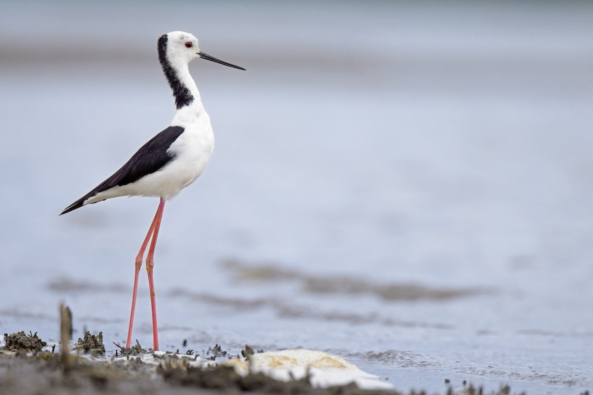 Pied Stilt - ML616394024