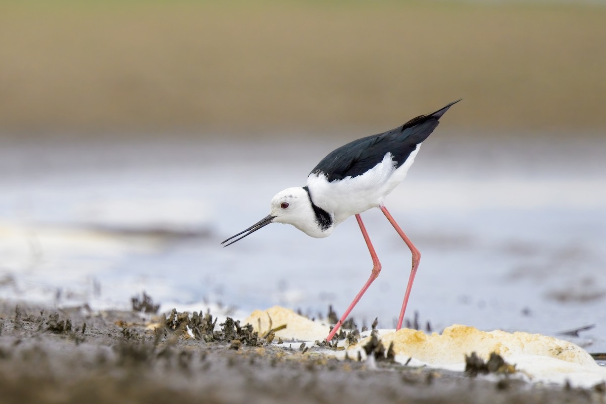 Pied Stilt - ML616394027