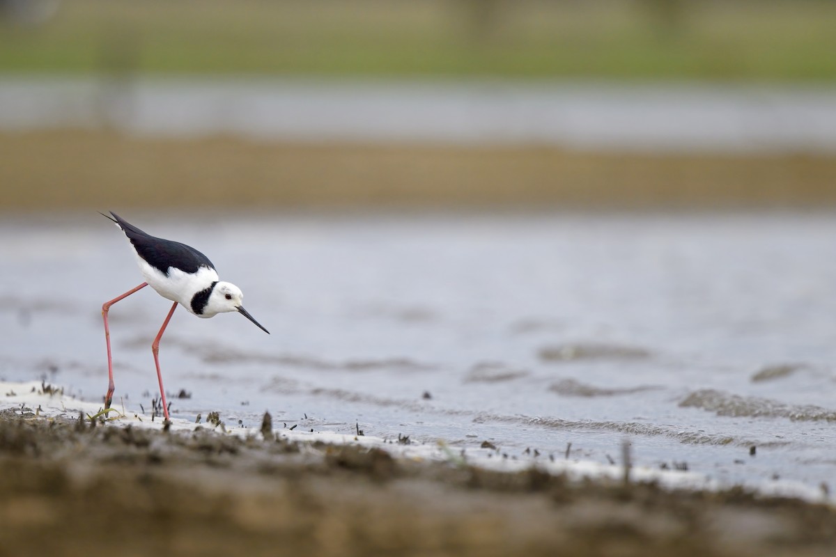 Pied Stilt - ML616394028