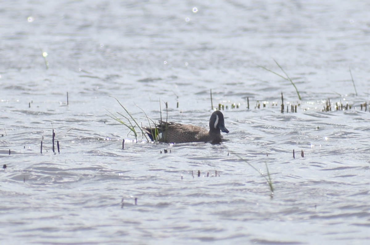 Blue-winged Teal - ML616394064