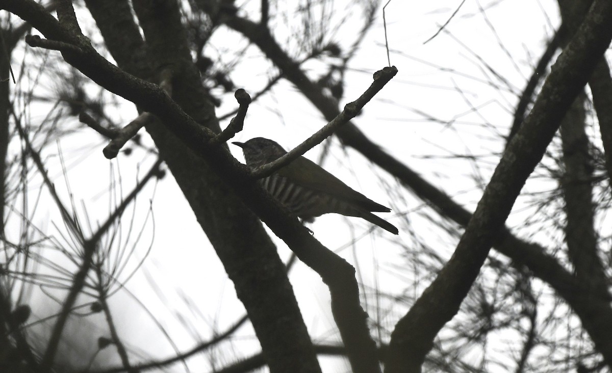 Shining Bronze-Cuckoo - ML616394091