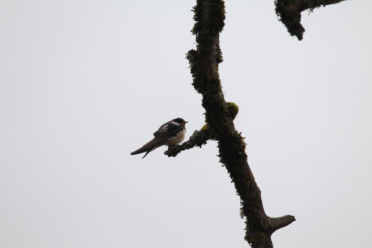 Barn Swallow (American) - ML616394145