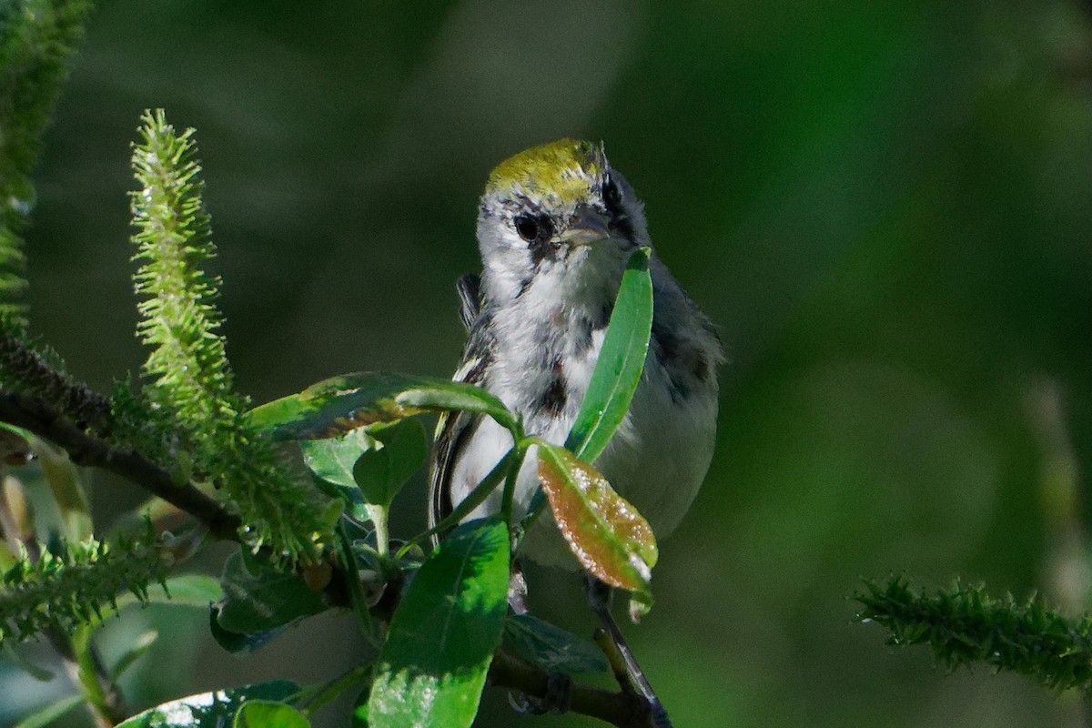 Chestnut-sided Warbler - ML616394147