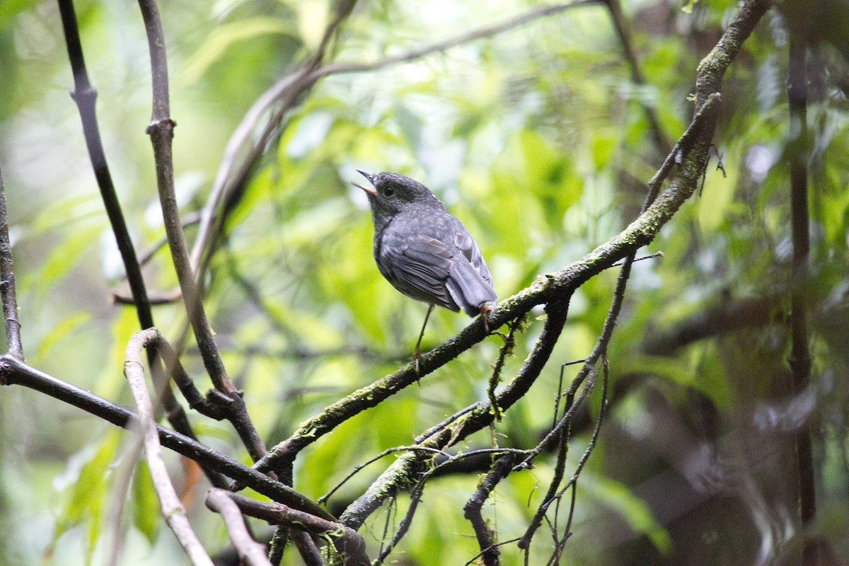 North Island Robin - ML616394160